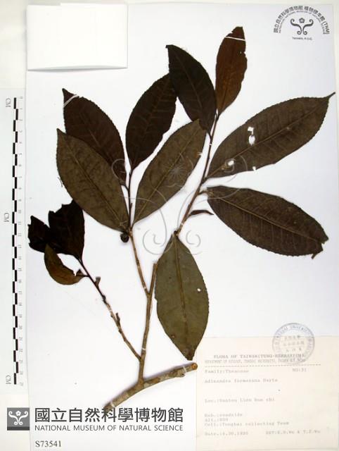 台灣楊桐藏品圖，第1張