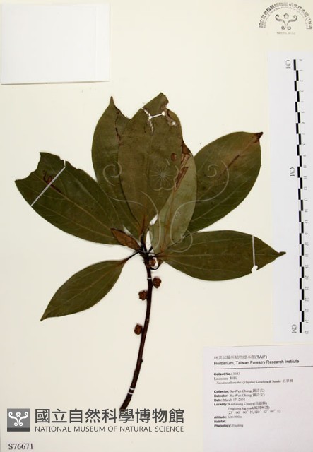五掌楠藏品圖，第1張