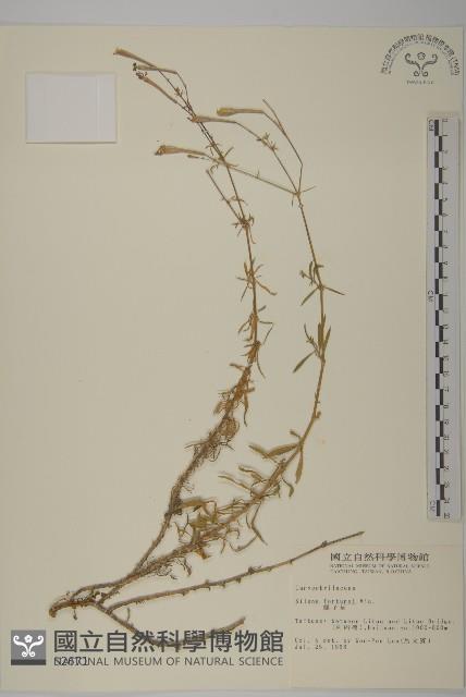 蠅子草藏品圖，第1張