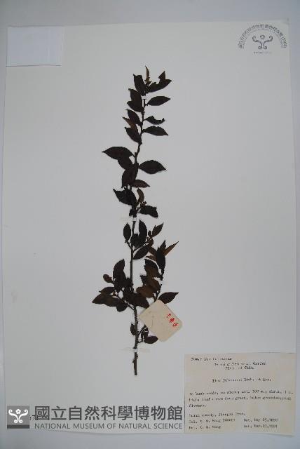 密毛假黃楊藏品圖，第1張