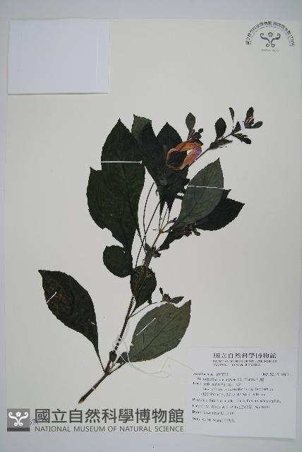 馬藍藏品圖，第1張