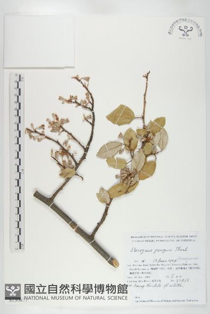 胡頹子藏品圖，第1張