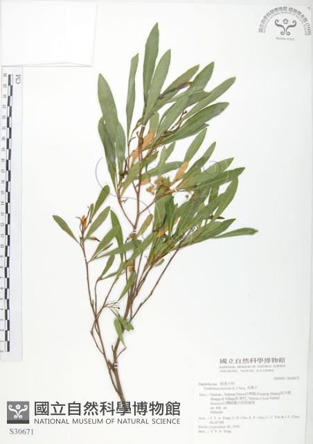 車桑子藏品圖，第1張