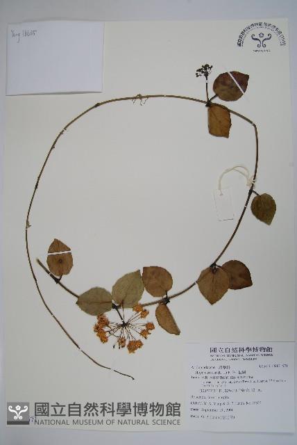 毬蘭藏品圖，第1張