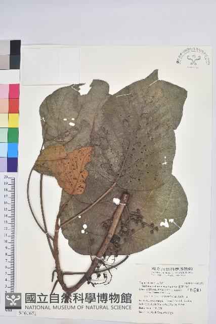 圓葉野桐藏品圖，第1張