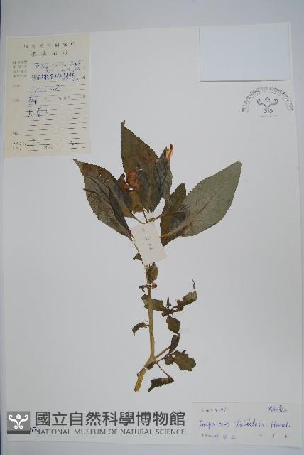 登錄號:S041671藏品圖，第1張