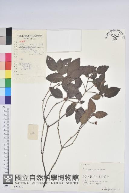 馬銀花藏品圖，第1張