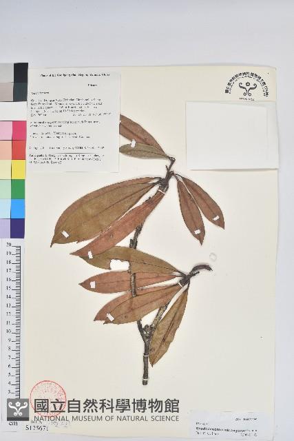 蜡葉杜鵑藏品圖，第1張