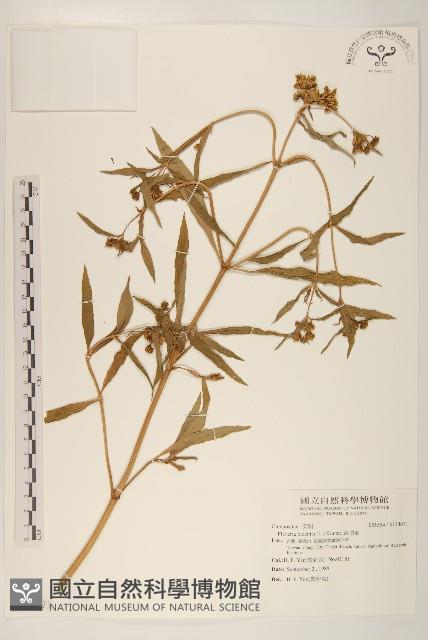 黃頂菊藏品圖，第1張