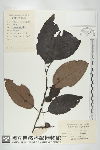 浙江柿藏品圖，第1張