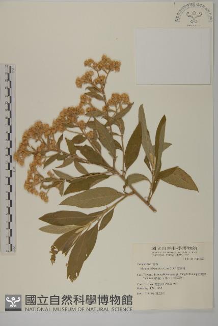 艾納香藏品圖，第1張