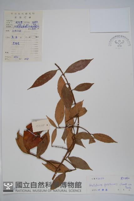 紫麻藏品圖，第1張