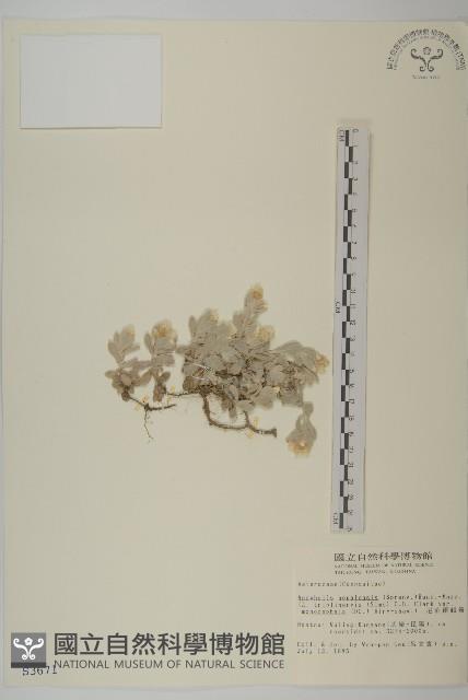 尼泊爾籟簫藏品圖，第1張