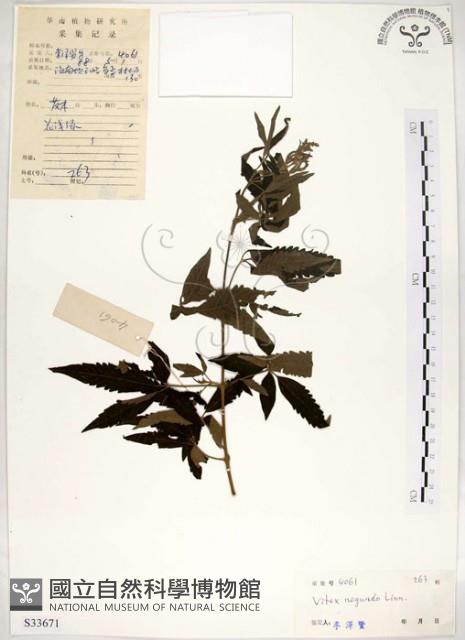 黃荊藏品圖，第1張