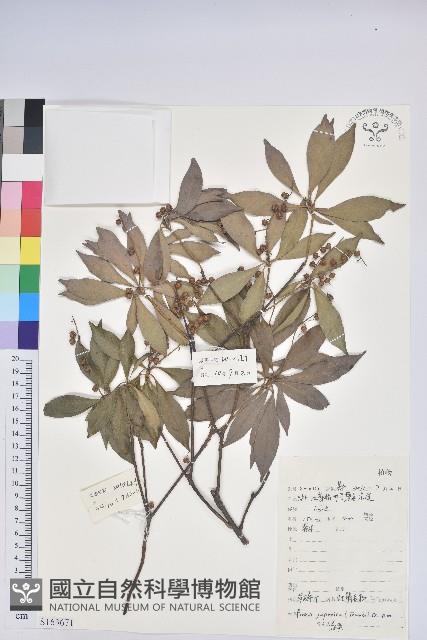 日本馬醉木藏品圖，第1張