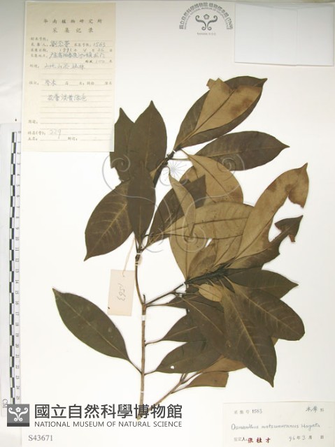 大葉木犀藏品圖，第1張