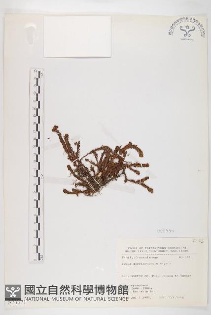 玉山佛甲草藏品圖，第1張