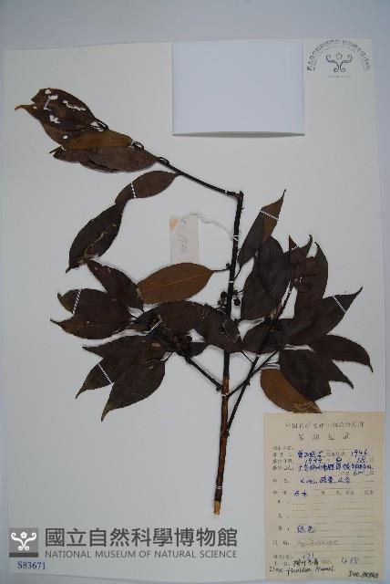 臺灣糊樗藏品圖，第1張