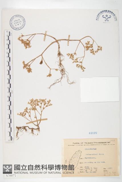 石板菜藏品圖，第1張