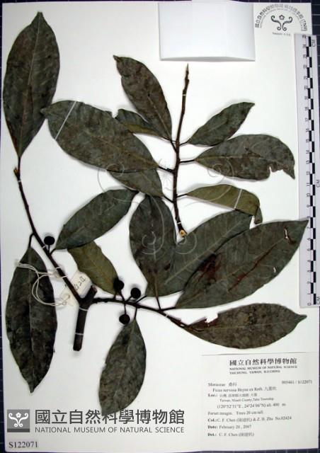 九重吹、九丁樹、脈葉榕、大葉九重吹藏品圖，第1張