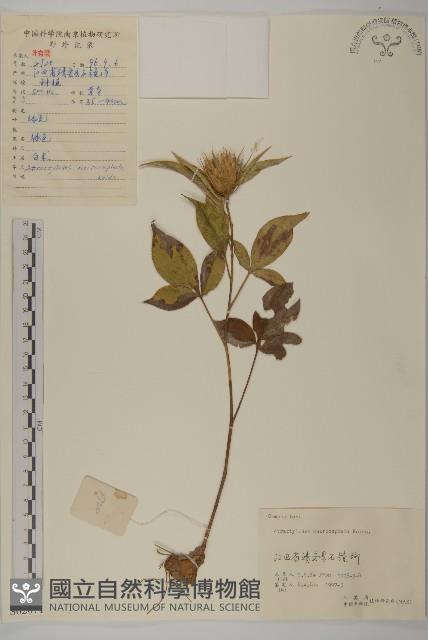 白朮藏品圖，第1張