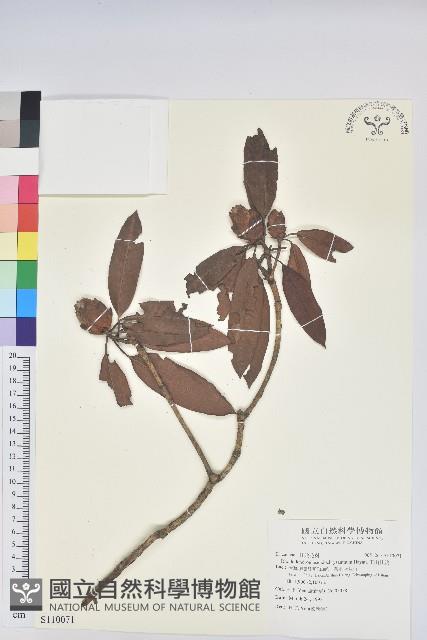 玉山杜鵑藏品圖，第1張