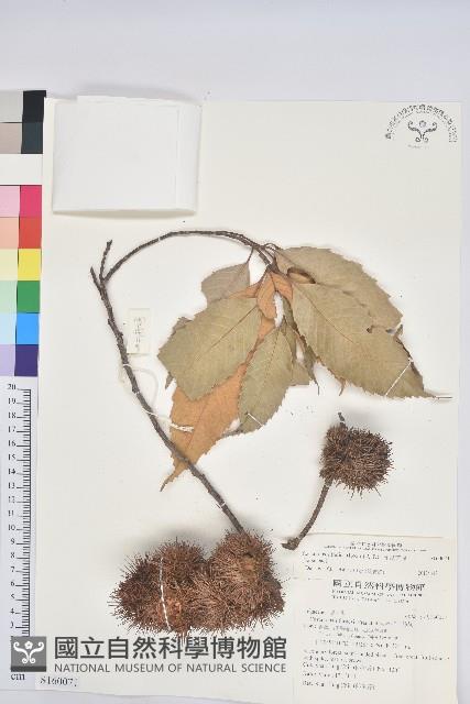 印度苦櫧藏品圖，第1張