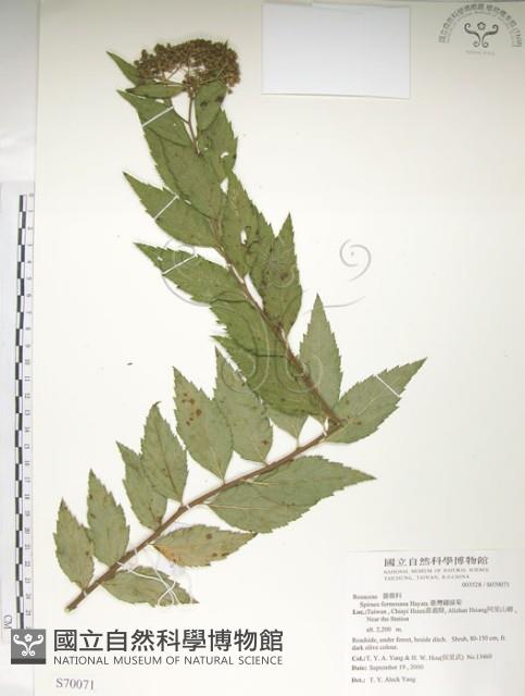 臺灣繡線菊藏品圖，第1張