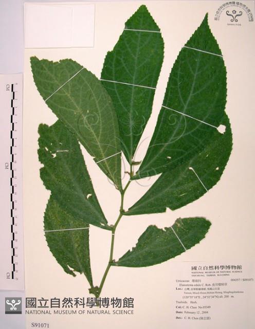 食用樓梯草藏品圖，第1張