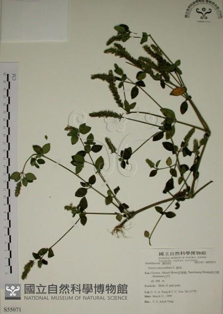 爵床藏品圖，第1張