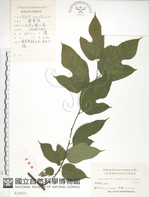 小構樹藏品圖，第1張