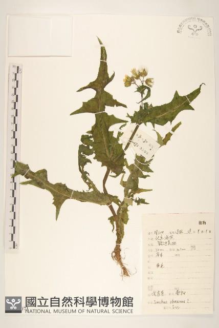 苦滇菜、苦菜藏品圖，第1張