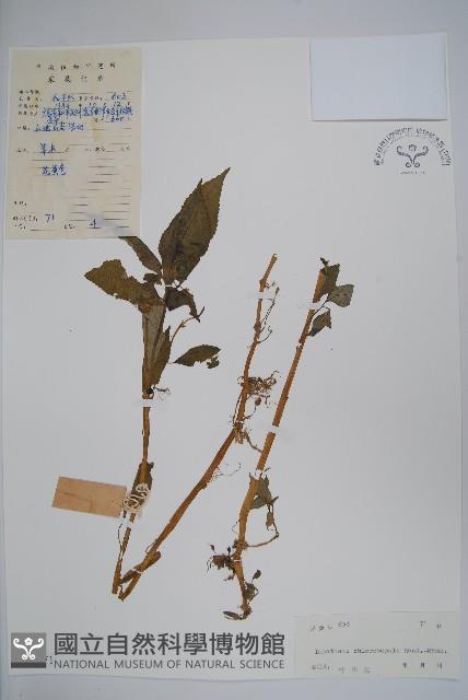 綠萼鳳仙花藏品圖，第1張