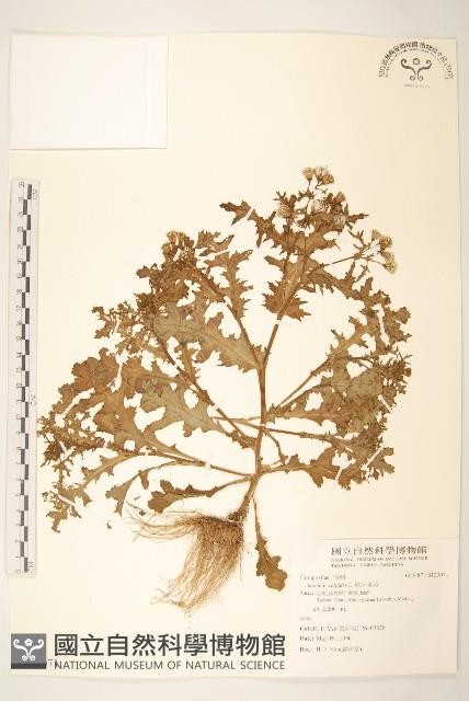 歐洲黃菀藏品圖，第1張