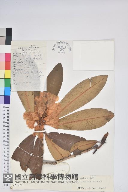 寬鐘杜鵑藏品圖，第1張