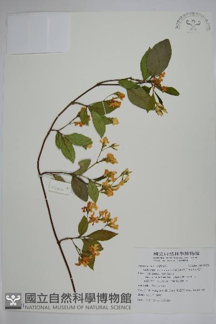 絡石藏品圖，第1張