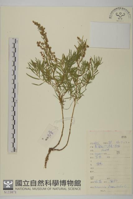 龍蒿藏品圖，第1張