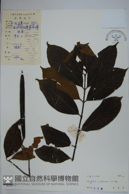 倒吊芼藏品圖，第1張