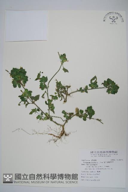 華九頭獅子草藏品圖，第1張