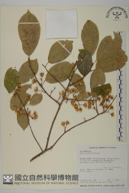 南華南蛇藤，青江藤藏品圖，第1張