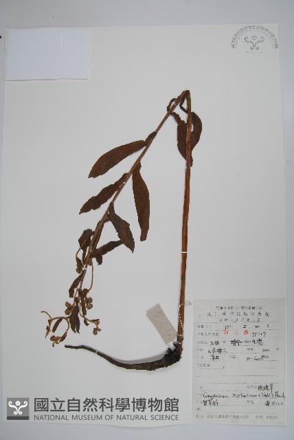 琉璃草藏品圖，第1張