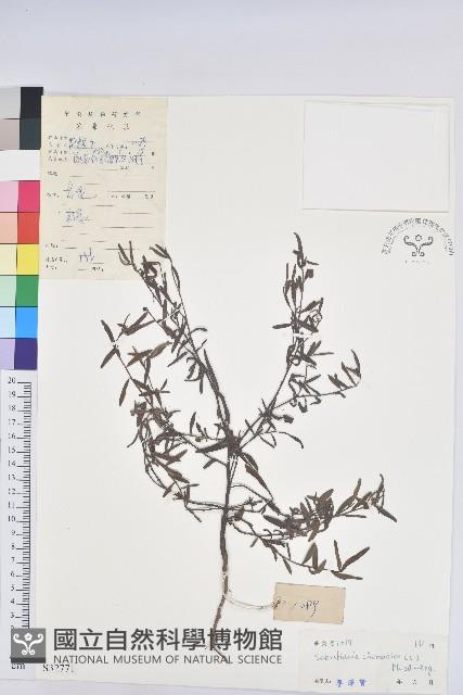 地楊桃藏品圖，第1張