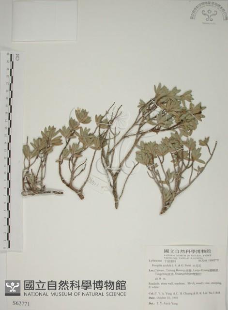 水芫花藏品圖，第1張