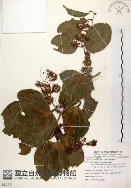 糙莖菝契、疣枝菝契藏品圖，第1張