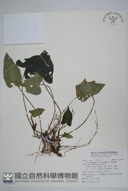 薄葉細辛、尾花細辛藏品圖，第1張