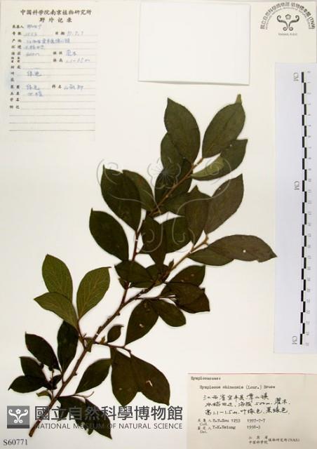 灰木藏品圖，第1張