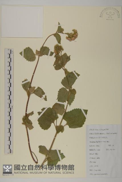 霍香薊藏品圖，第1張