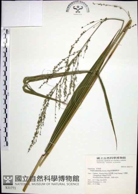 棕葉狗尾草藏品圖，第1張