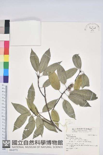 登錄號:S145771藏品圖，第1張