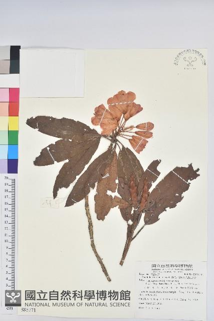 森氏杜鵑、森氏滿江紅藏品圖，第1張